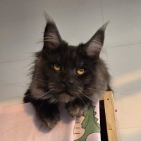 猪油炸雪糕AI