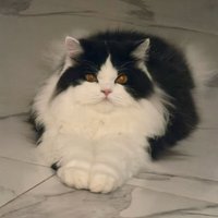 Hugo