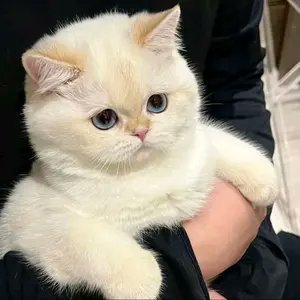 森林绿了