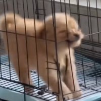 师傅别念了