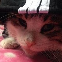 CCCAT丶