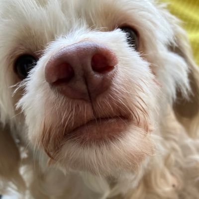 賽博特派