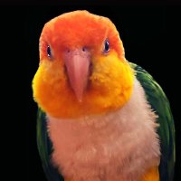 FatParrot