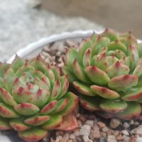 老王。
