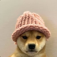 梭哈狗