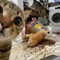 摸鱼猫爷爷