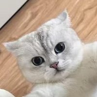 总有呆毛想害朕