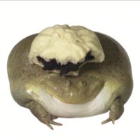 烂华