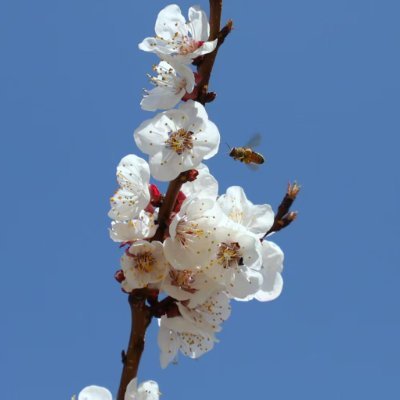 DD.Cherry