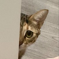 SmartLiar