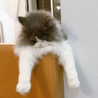不凡的团团喵
