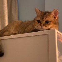 小橘猫