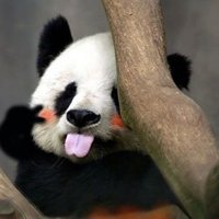王兄铁子
